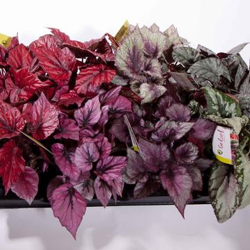 Flott plante med flotte blad