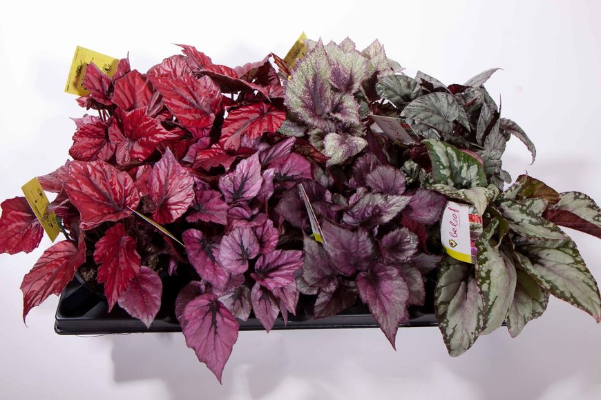 Flott plante med flotte blad