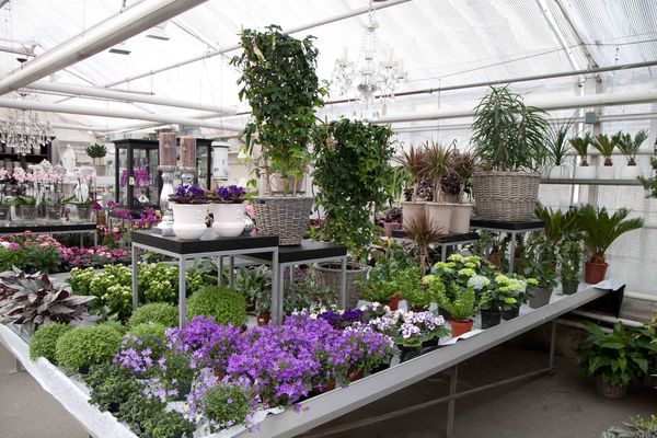 Drivstua blomster april-14