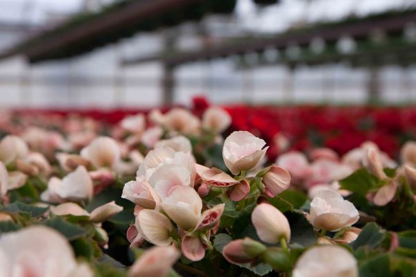 Drivstua blomster april-27