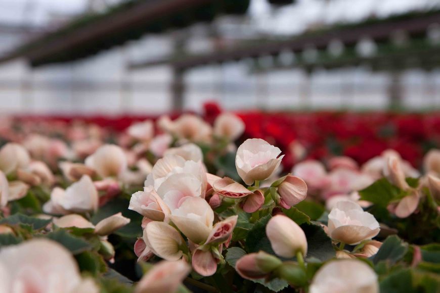 Drivstua blomster april-27