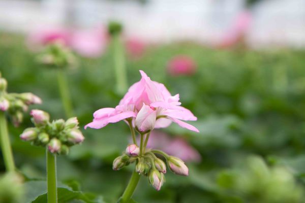Drivstua blomster april-31