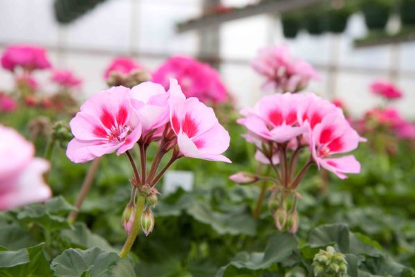 Drivstua blomster april-32