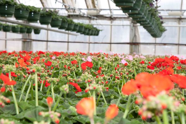 Drivstua blomster april-37