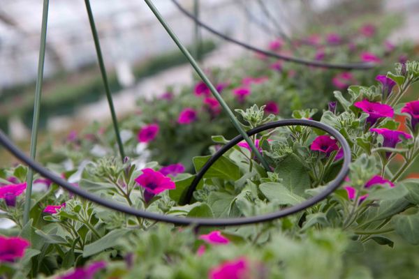 Drivstua blomster april-39