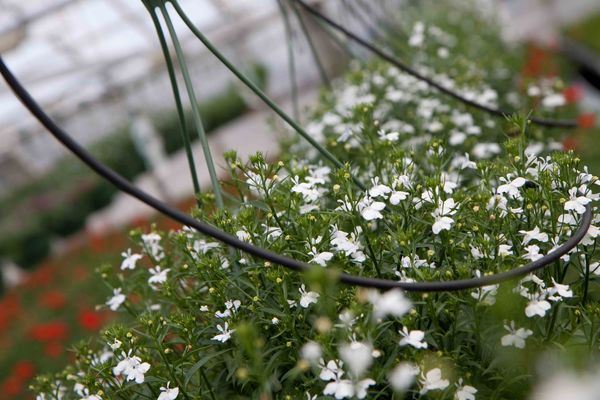 Drivstua blomster april-42