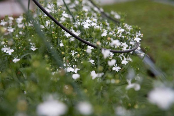 Drivstua blomster april-43
