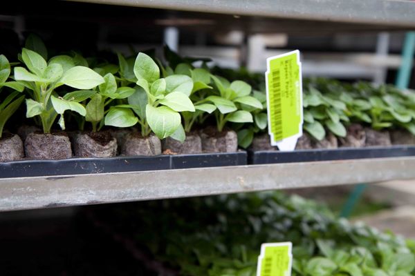 Drivstua blomster april-44