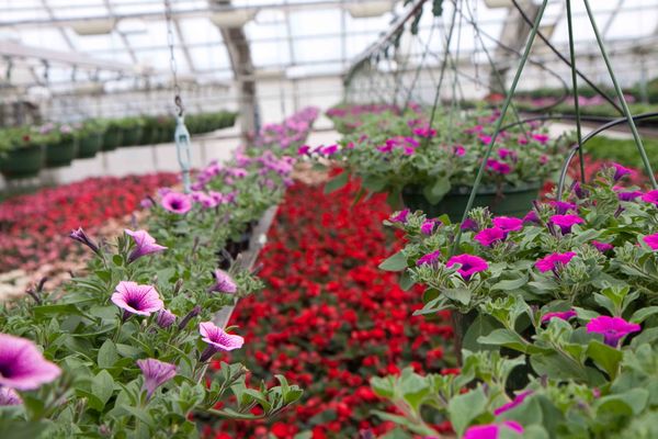 Drivstua blomster april-46