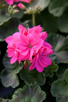 Pelargonia Stardom Brigth Pink