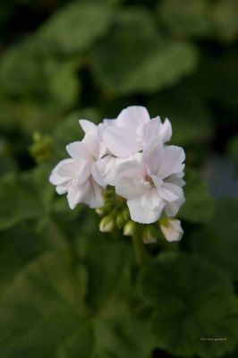 Pelargonia Nicolay