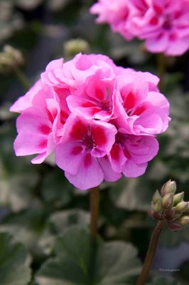 Pelargonia Lavender Kiss