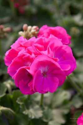 Pelargonia Elaine