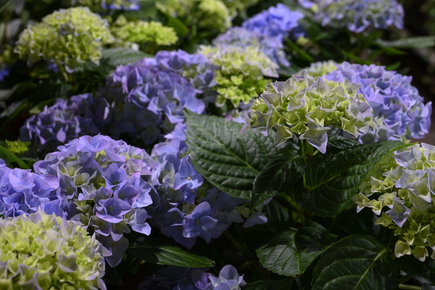 Hortensia