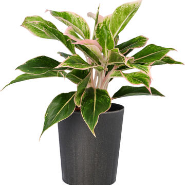 Planter på Drivstua