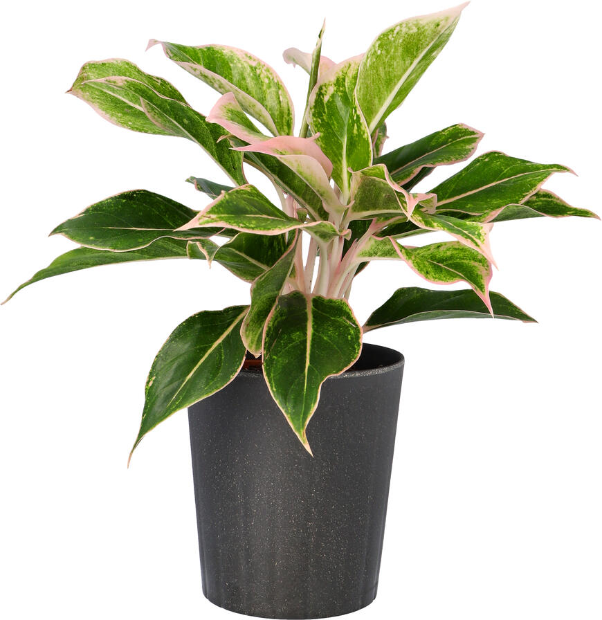 Planter på Drivstua