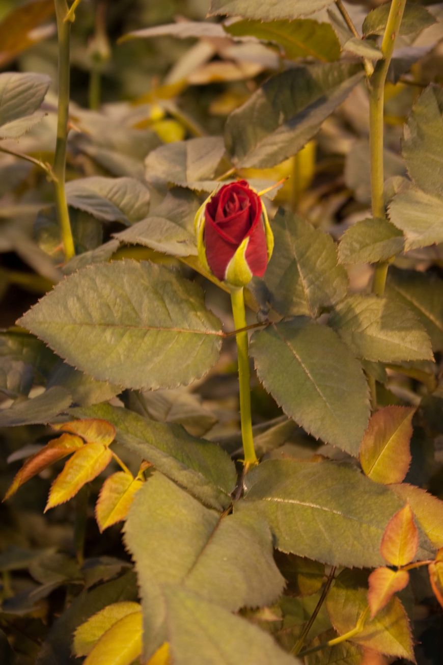 Heart Beat rose hos Drivstua gartneri