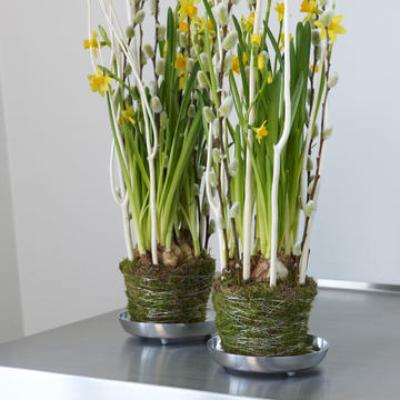 paaskeliljer_og_gaasunger